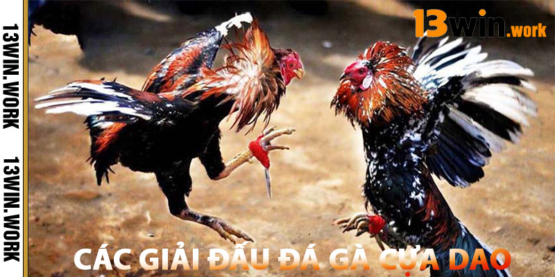 Đá Gà Cựa Dao – Sân Chơi Hấp Dẫn & Hợp Pháp Tại Việt Nam 2 Các Giải Đấu Đá Gà Cựa Dao