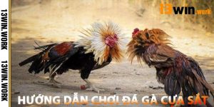 Hướng Dẫn Chơi Đá Gà Cựa Sắt