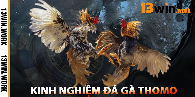 Kinh Nghiệm Chơi Đá Gà Thomo 13WIN