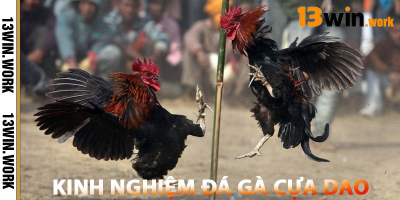 Đá Gà Cựa Dao – Sân Chơi Hấp Dẫn & Hợp Pháp Tại Việt Nam 3 Kinh Nghiệm Đá Gà Cựa Dao