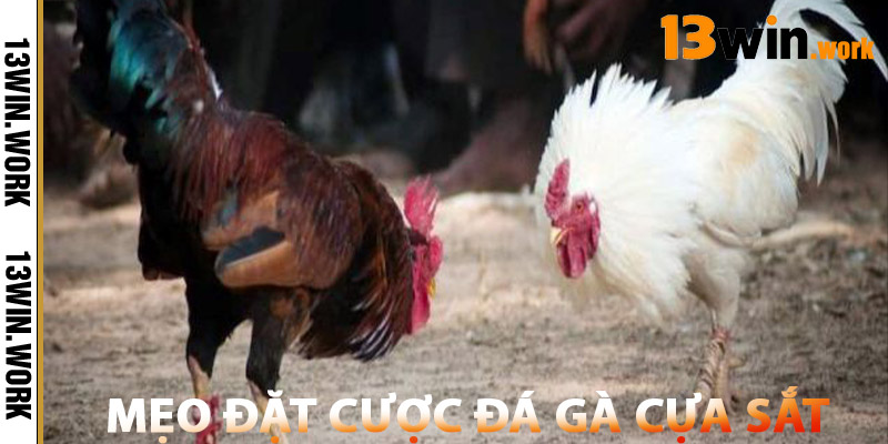 Đá Gà Cựa Sắt – Top Trường Gà Cựa Sắt Uy Tín Nhất 2025 3 Mẹo Đặt Cược Đá Gà Cựa Sắt 13WIN